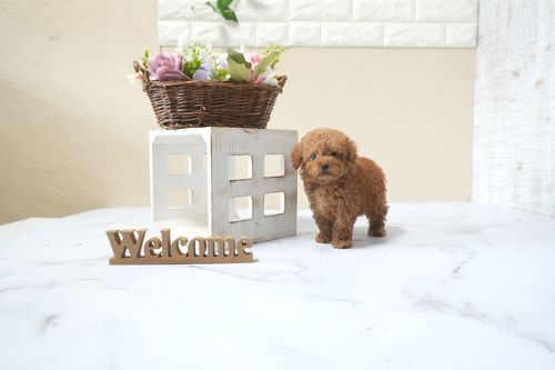 滋賀県のトイプードル(タイニー) (いっぷく湖南店/2025年10月14日生まれ/男の子/レッドフォーン)の子犬の3枚目の画像