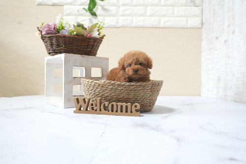 滋賀県のトイプードル(タイニー) (いっぷく湖南店/2025年10月14日生まれ/男の子/レッドフォーン)の子犬の4枚目の画像