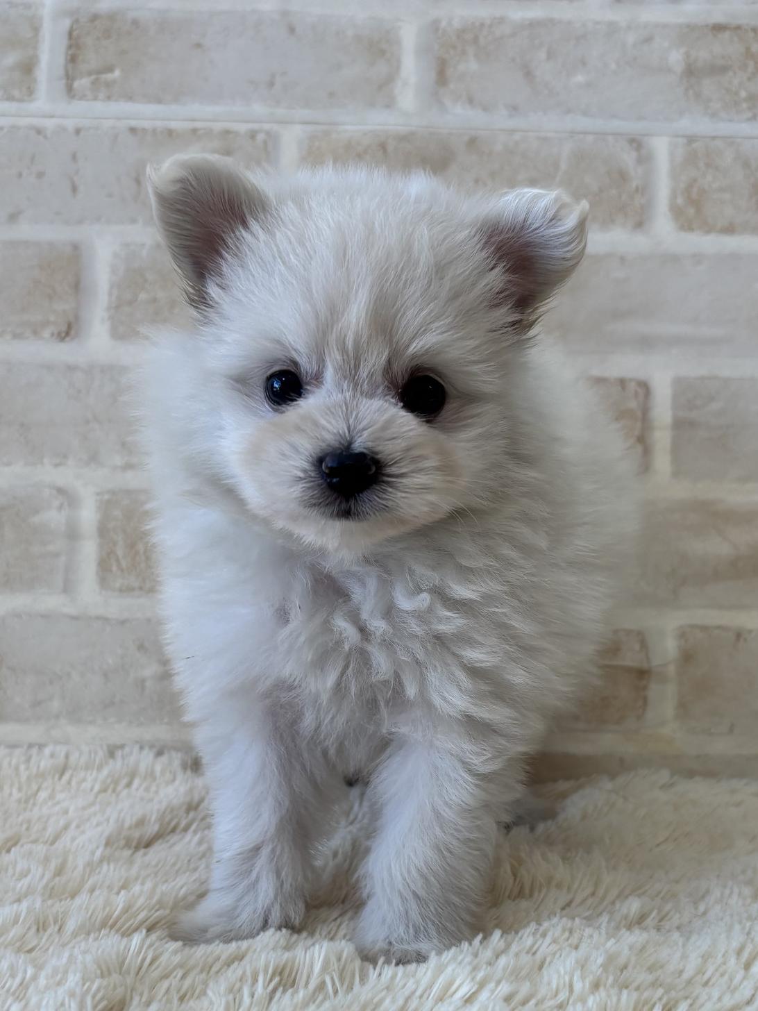 佐賀県のハーフ犬・ミックス犬 (スタードッグス新鳥栖店/2026年5月12日生まれ/女の子/ホワイト)の子犬の1枚目の画像
