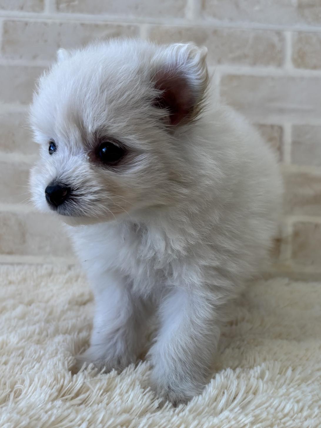 佐賀県のハーフ犬・ミックス犬 (スタードッグス新鳥栖店/2026年5月12日生まれ/女の子/ホワイト)の子犬の2枚目の画像