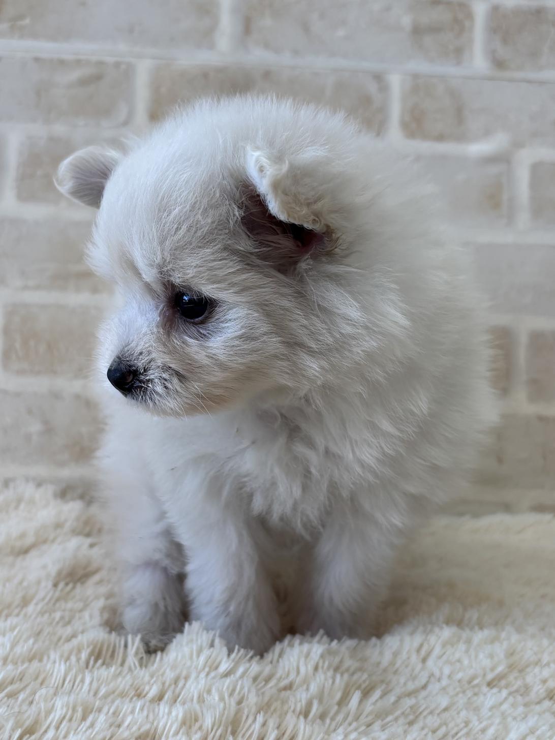佐賀県のハーフ犬・ミックス犬 (スタードッグス新鳥栖店/2026年5月12日生まれ/女の子/ホワイト)の子犬の3枚目の画像