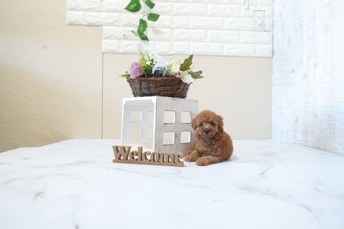 滋賀県のトイプードル(タイニー) (いっぷく湖南店/2025年12月24日生まれ/女の子/レッドフォーン)の子犬の1枚目の画像