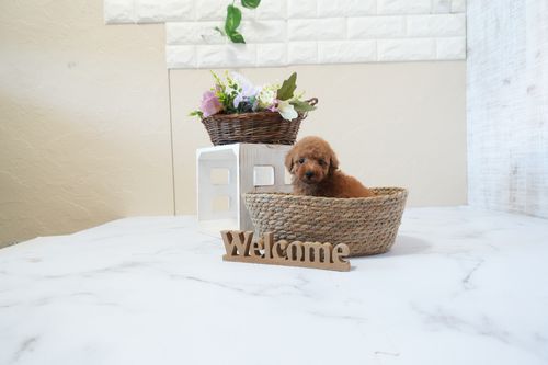 滋賀県のトイプードル(タイニー) (いっぷく湖南店/2025年12月24日生まれ/女の子/レッドフォーン)の子犬の2枚目の画像