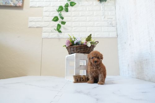 滋賀県のトイプードル(タイニー) (いっぷく湖南店/2025年12月24日生まれ/女の子/レッドフォーン)の子犬の4枚目の画像