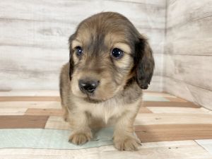 新潟県のミニチュアダックスフンドの子犬を価格や特徴で探す|ペット