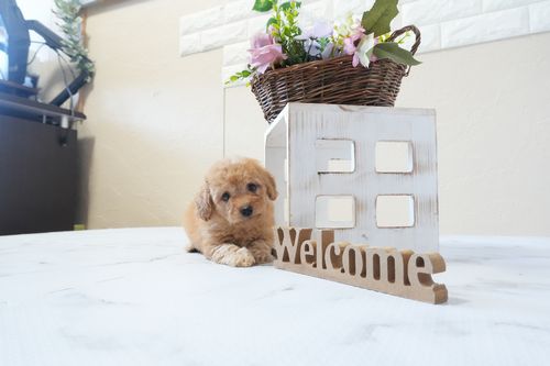 滋賀県のトイプードル(トイ) (いっぷく湖南店/2026年1月7日生まれ/男の子/オレンジフォーン)の子犬の1枚目の画像