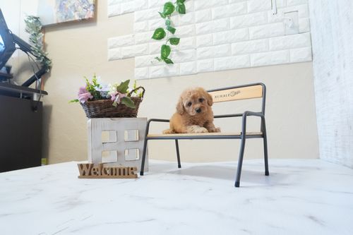 滋賀県のトイプードル(トイ) (いっぷく湖南店/2026年1月7日生まれ/男の子/オレンジフォーン)の子犬の2枚目の画像