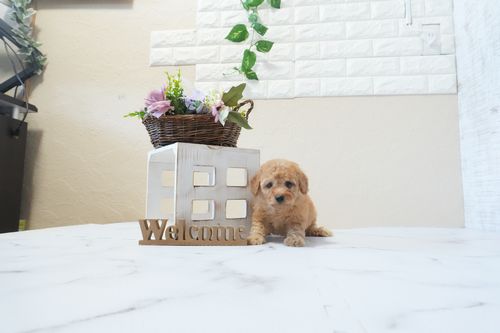 滋賀県のトイプードル(トイ) (いっぷく湖南店/2026年1月7日生まれ/男の子/オレンジフォーン)の子犬の3枚目の画像