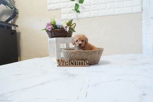 滋賀県のトイプードル(トイ) (いっぷく湖南店/2026年1月7日生まれ/男の子/オレンジフォーン)の子犬の4枚目の画像