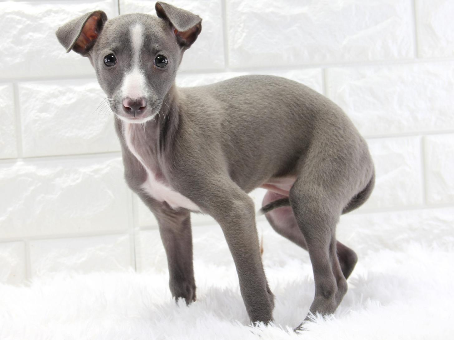 愛知県のイタリアングレーハウンド (猫福家 名古屋南店/2025年11月16日生まれ/女の子/ブルーホワイトマーキングス)の子犬の1枚目の画像