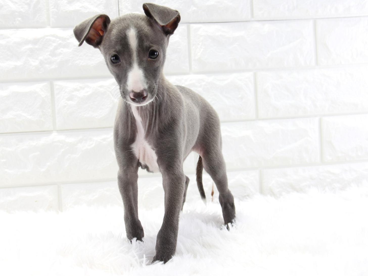 愛知県のイタリアングレーハウンド (猫福家 名古屋南店/2025年11月16日生まれ/女の子/ブルーホワイトマーキングス)の子犬の3枚目の画像