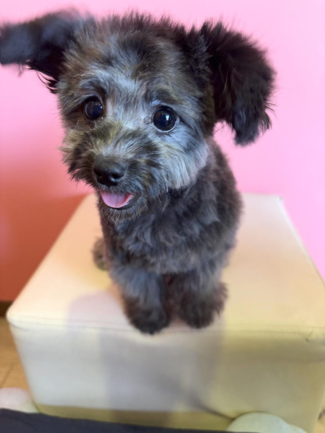 埼玉県のチワプー/プーチー(チワワ×プードル) (ペッツスマイル南中野店/2025年9月14日生まれ/女の子/ブラック)の子犬の1枚目の画像