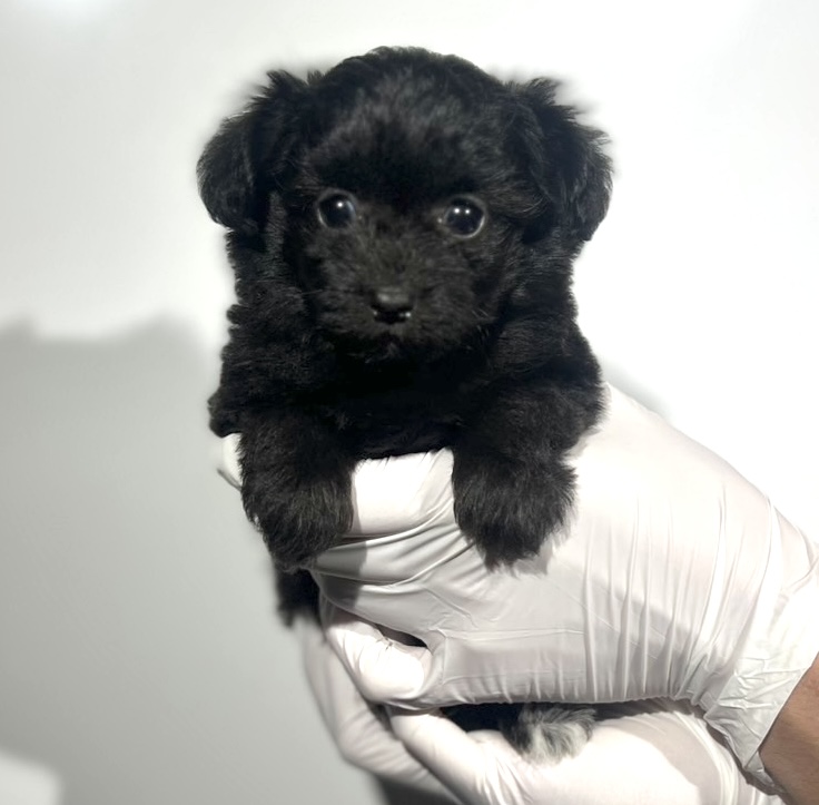 埼玉県のチワプー/プーチー(チワワ×プードル) (ペッツスマイル南中野店/2025年9月14日生まれ/女の子/ブラック)の子犬の1枚目の画像