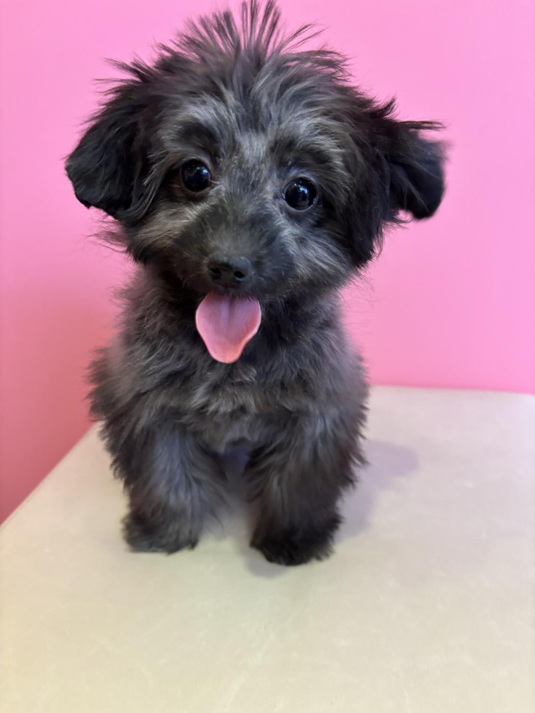 埼玉県のチワプー/プーチー(チワワ×プードル) (ペッツスマイル南中野店/2025年9月14日生まれ/女の子/ブラック)の子犬の1枚目の画像