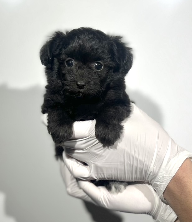 埼玉県のチワプー/プーチー(チワワ×プードル) (ペッツスマイル南中野店/2025年9月14日生まれ/女の子/ブラック)の子犬の2枚目の画像