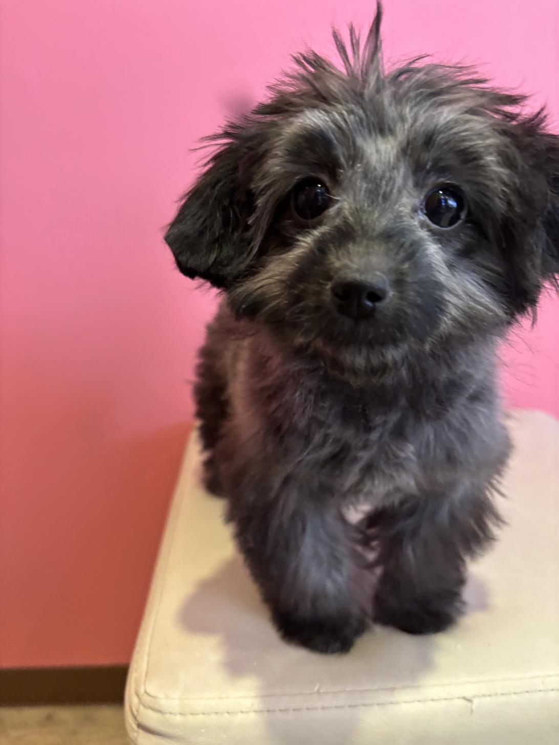 埼玉県のチワプー/プーチー(チワワ×プードル) (ペッツスマイル南中野店/2025年9月14日生まれ/女の子/ブラック)の子犬の2枚目の画像