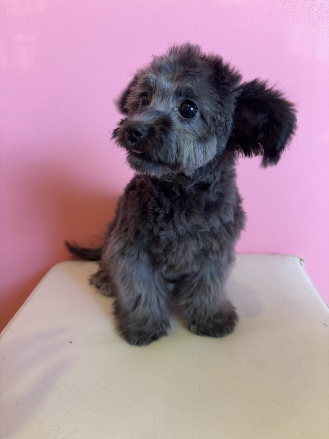 埼玉県のチワプー/プーチー(チワワ×プードル) (ペッツスマイル南中野店/2025年9月14日生まれ/女の子/ブラック)の子犬の3枚目の画像