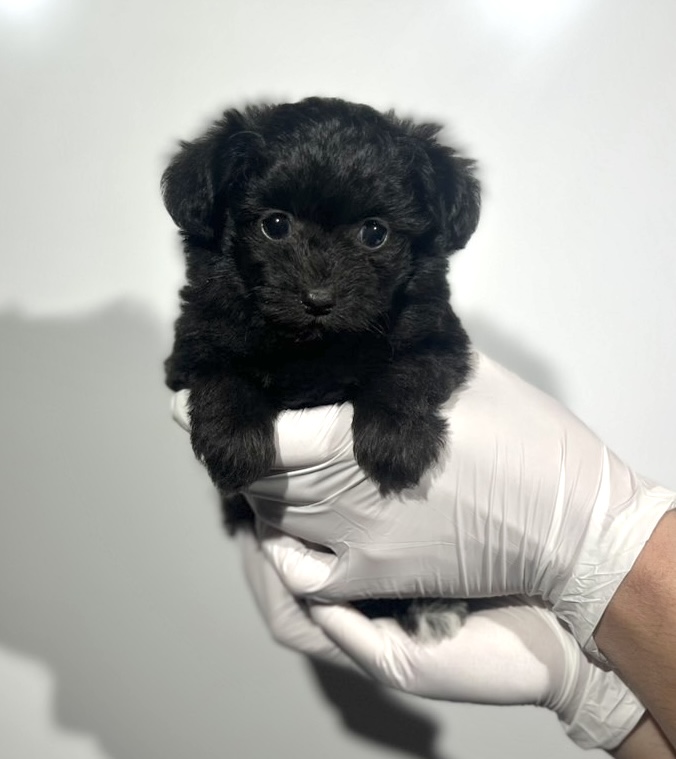 埼玉県のチワプー/プーチー(チワワ×プードル) (ペッツスマイル南中野店/2025年9月14日生まれ/女の子/ブラック)の子犬の3枚目の画像