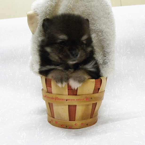 群馬県のポメラニアン (ペットハウステレサ/2025年12月20日生まれ/男の子/ブラックタン)の子犬