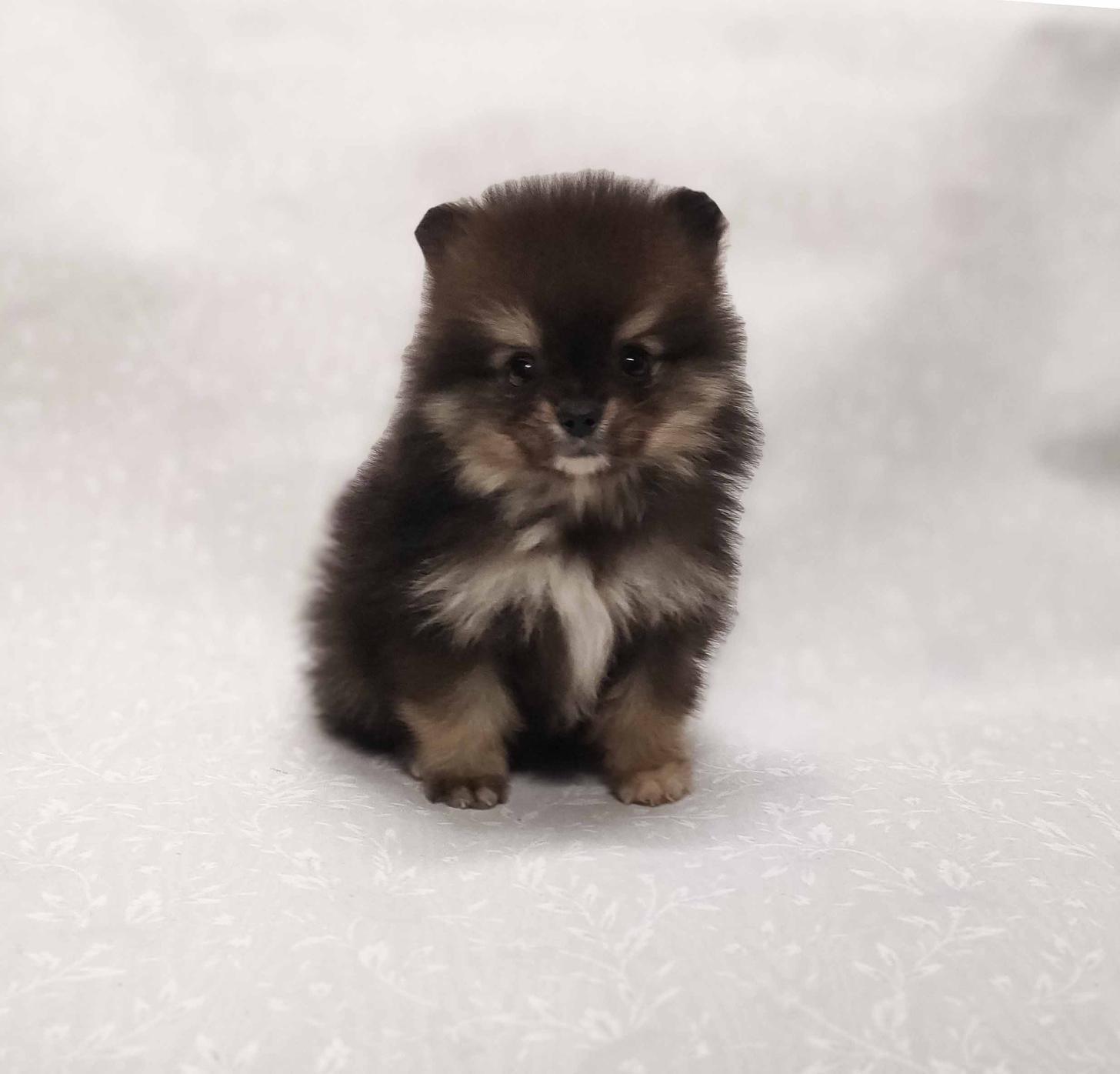 群馬県のポメラニアン (ペットハウステレサ/2025年12月20日生まれ/男の子/ブラックタン)の子犬