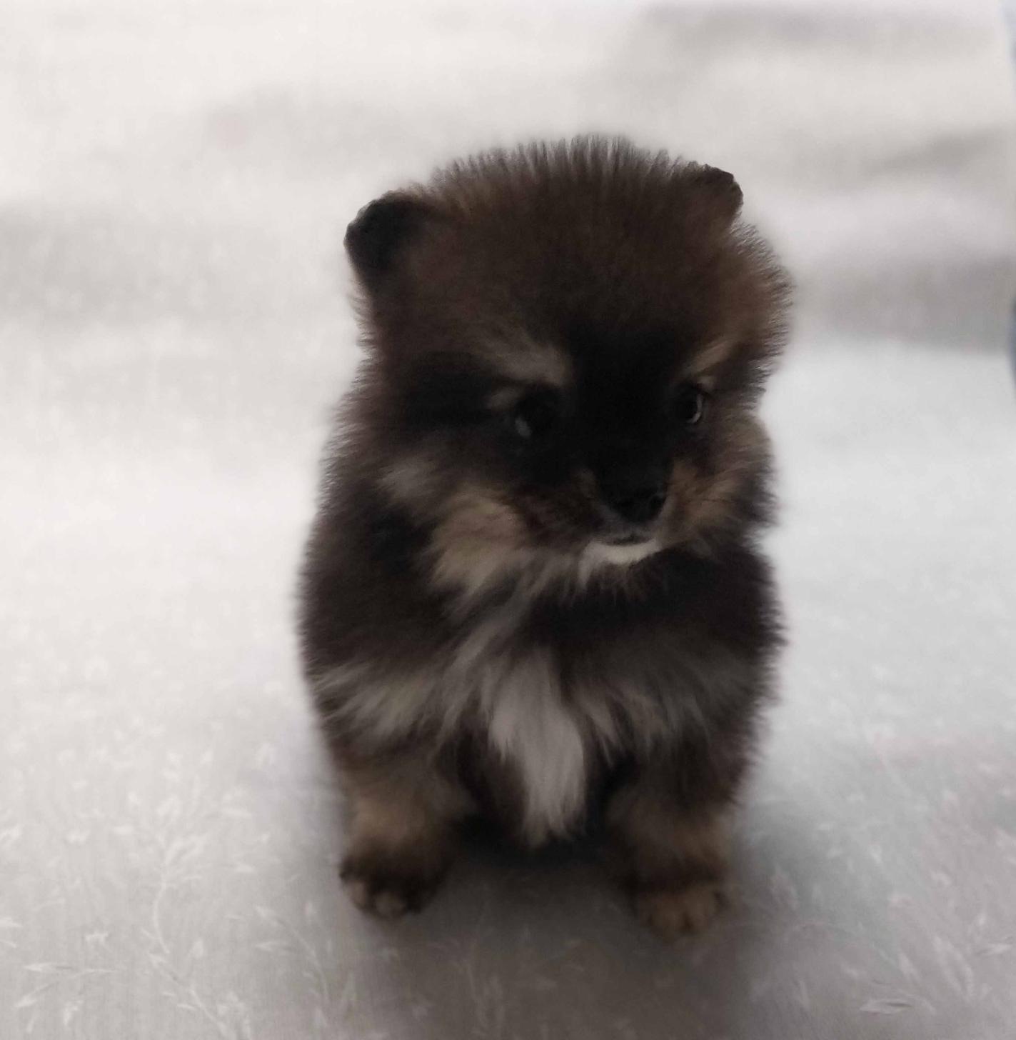 群馬県のポメラニアン (ペットハウステレサ/2025年12月20日生まれ/男の子/ブラックタン)の子犬の2枚目の画像