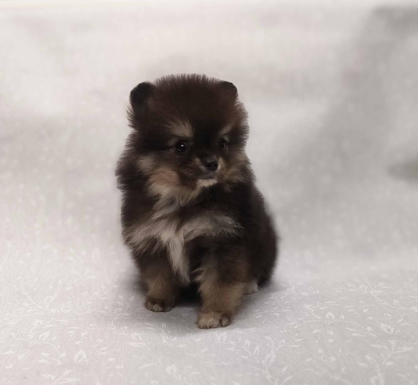 群馬県のポメラニアン (ペットハウステレサ/2025年12月20日生まれ/男の子/ブラックタン)の子犬の3枚目の画像