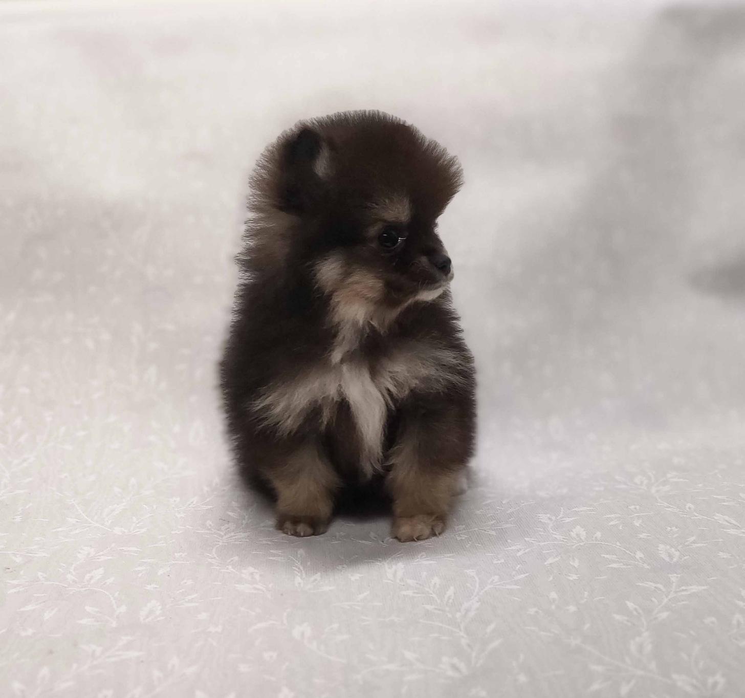 群馬県のポメラニアン (ペットハウステレサ/2025年12月20日生まれ/男の子/ブラックタン)の子犬の4枚目の画像