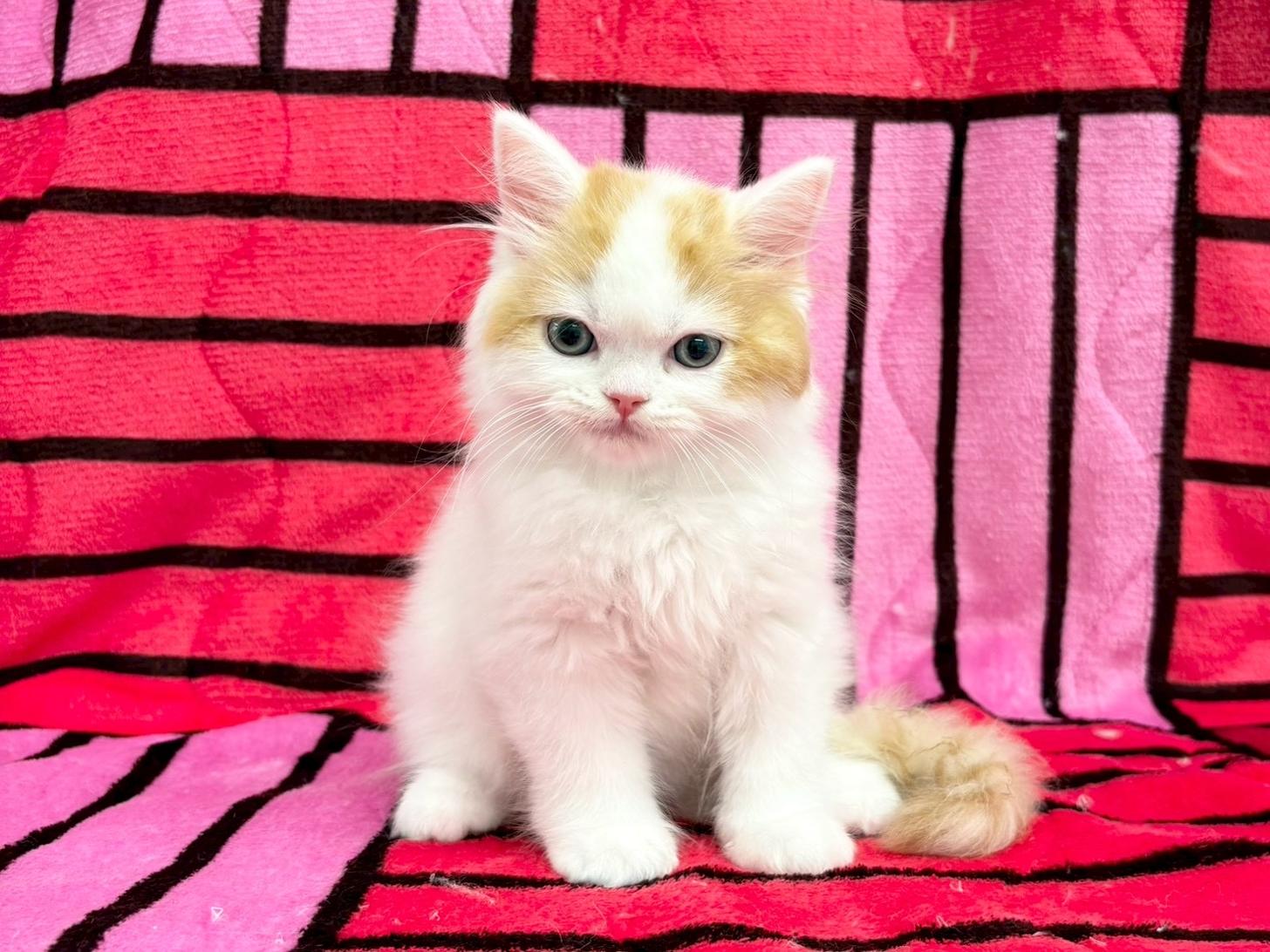 愛知県のスコティッシュフォールド (ハピースペット春日井アミーゴ店/2025年8月30日生まれ/男の子/レッドタビーホワイト)の子猫の1枚目の画像