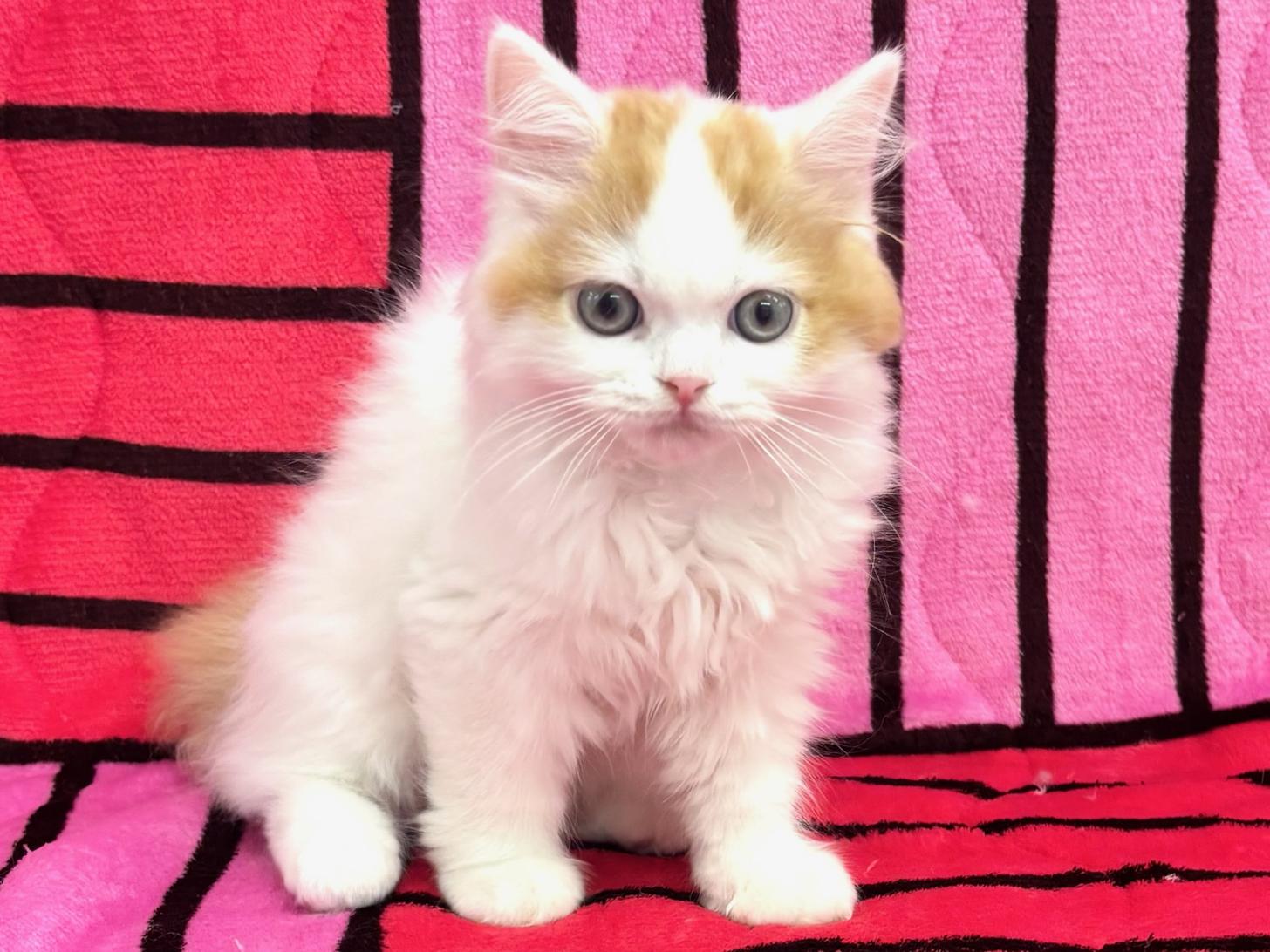 愛知県のスコティッシュフォールド (ハピースペット春日井アミーゴ店/2025年8月30日生まれ/男の子/レッドタビーホワイト)の子猫の1枚目の画像