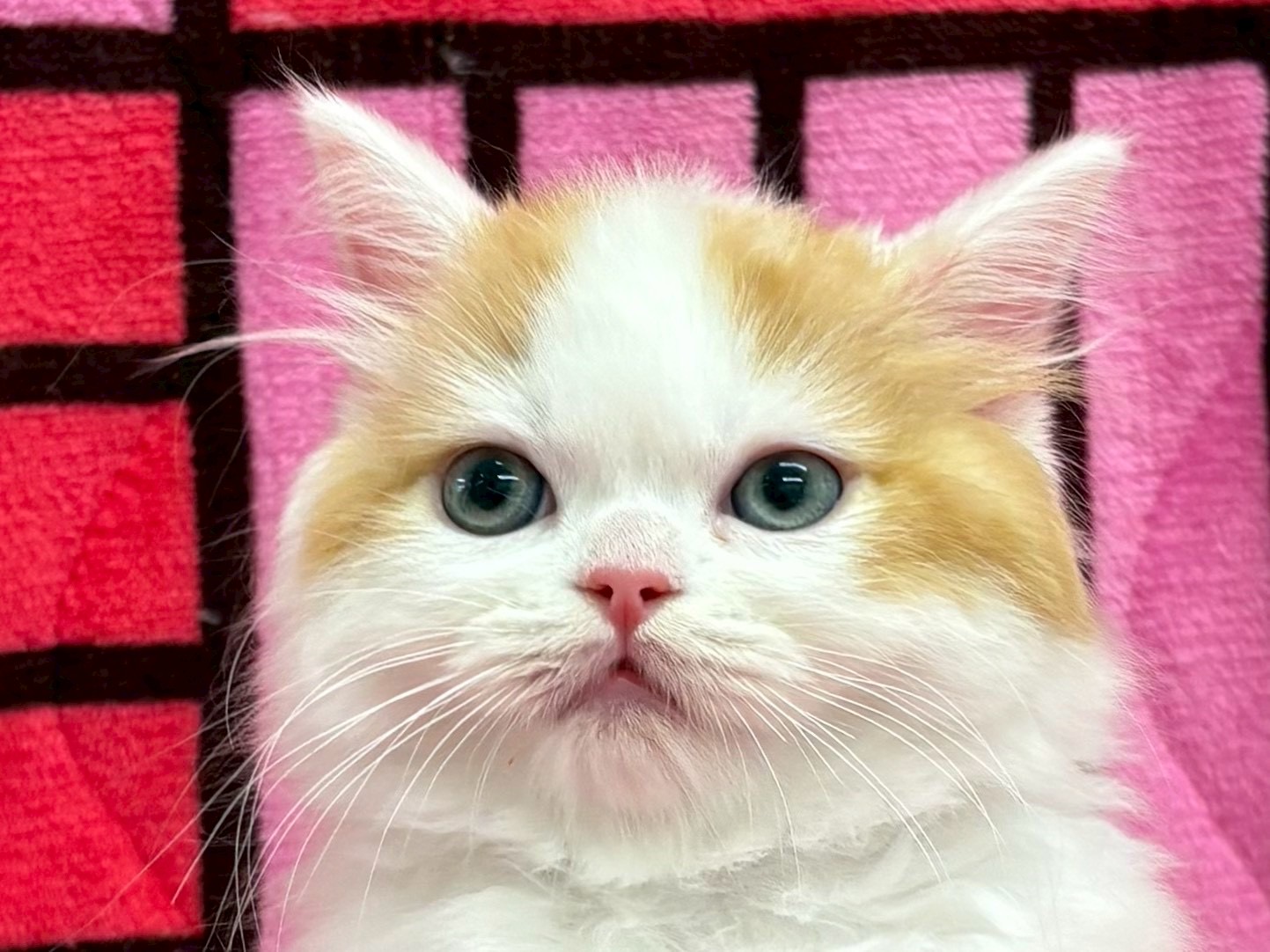 愛知県のスコティッシュフォールド (ハピースペット春日井アミーゴ店/2025年8月30日生まれ/男の子/レッドタビーホワイト)の子猫の2枚目の画像