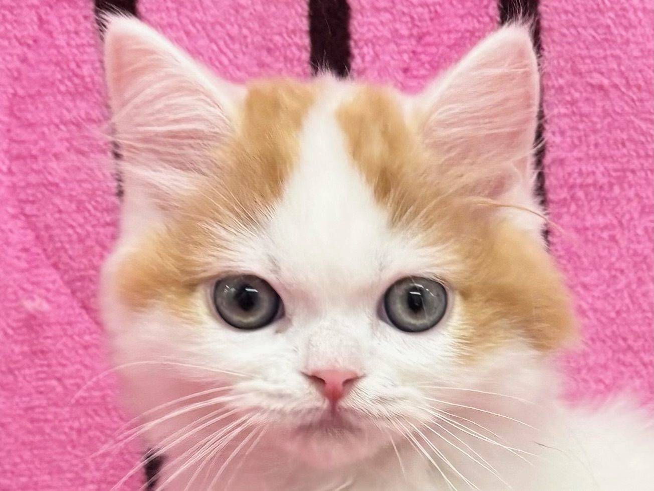 愛知県のスコティッシュフォールド (ハピースペット春日井アミーゴ店/2025年8月30日生まれ/男の子/レッドタビーホワイト)の子猫の2枚目の画像