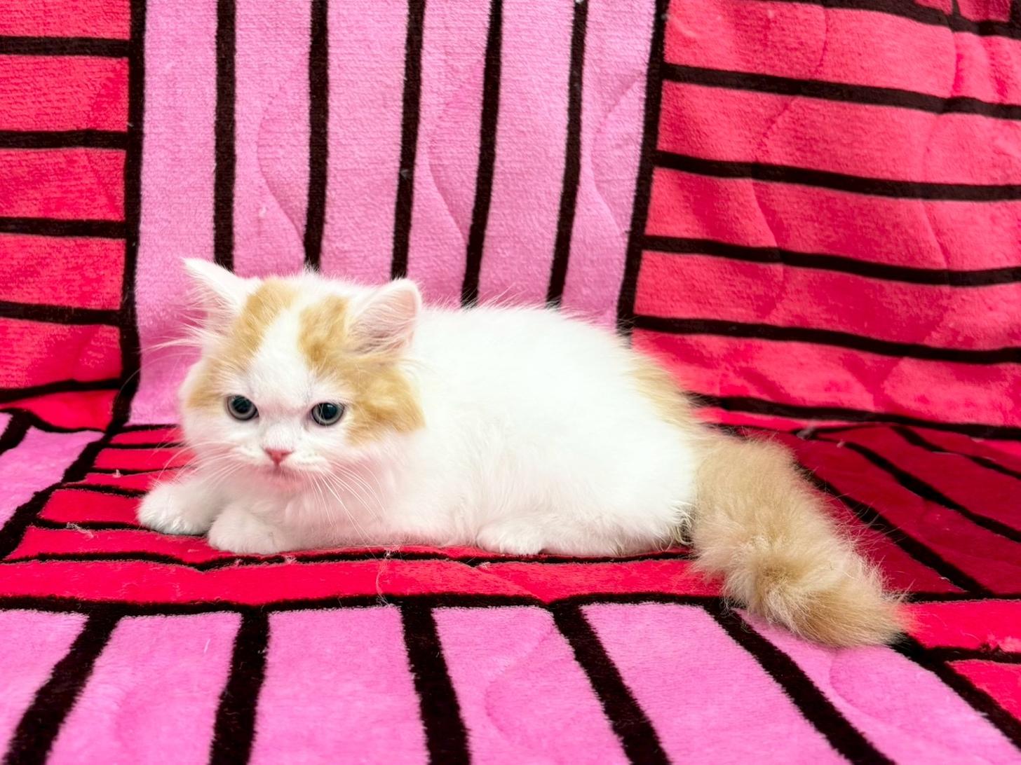 愛知県のスコティッシュフォールド (ハピースペット春日井アミーゴ店/2025年8月30日生まれ/男の子/レッドタビーホワイト)の子猫の3枚目の画像