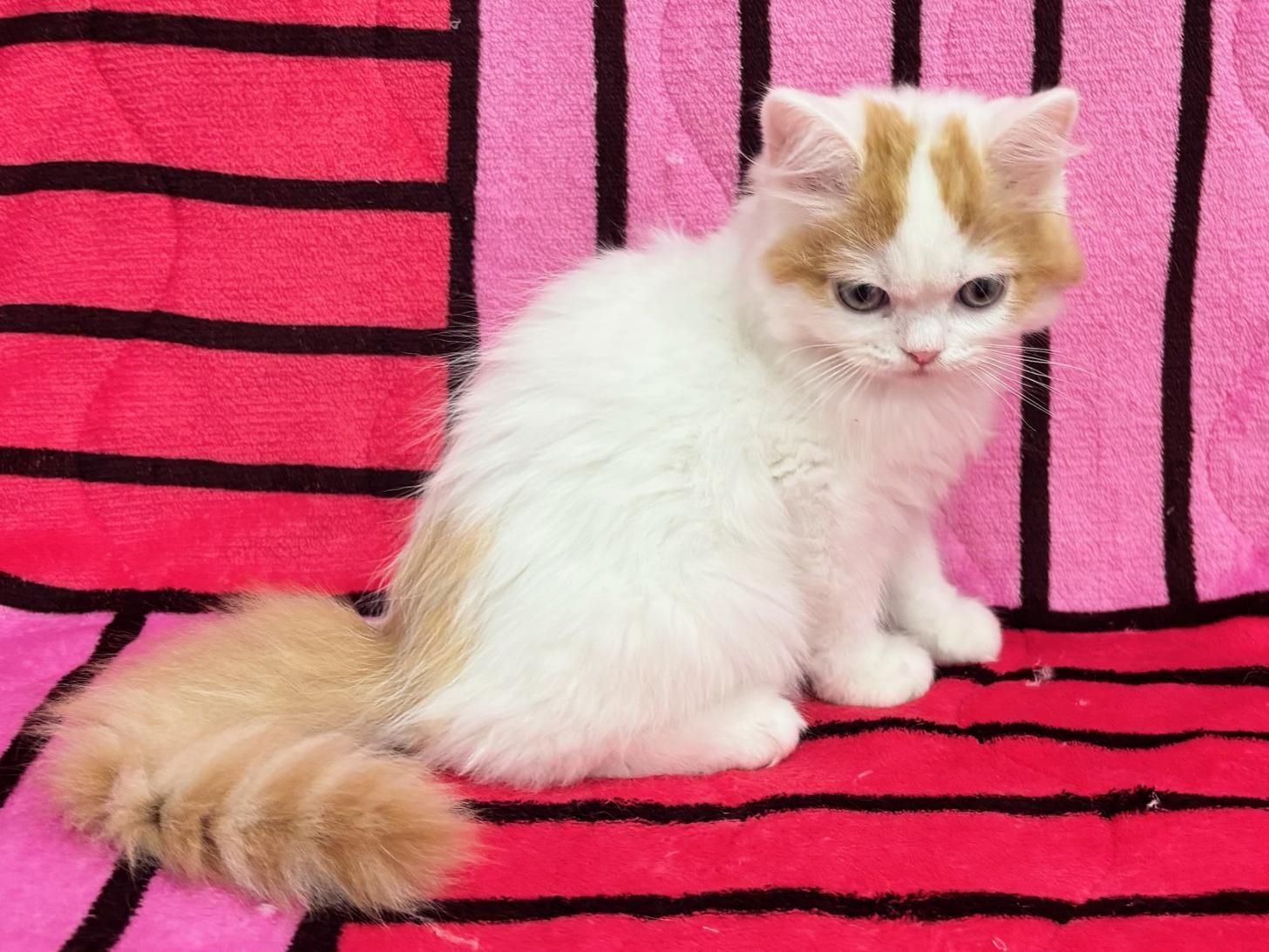 愛知県のスコティッシュフォールド (ハピースペット春日井アミーゴ店/2025年8月30日生まれ/男の子/レッドタビーホワイト)の子猫の3枚目の画像