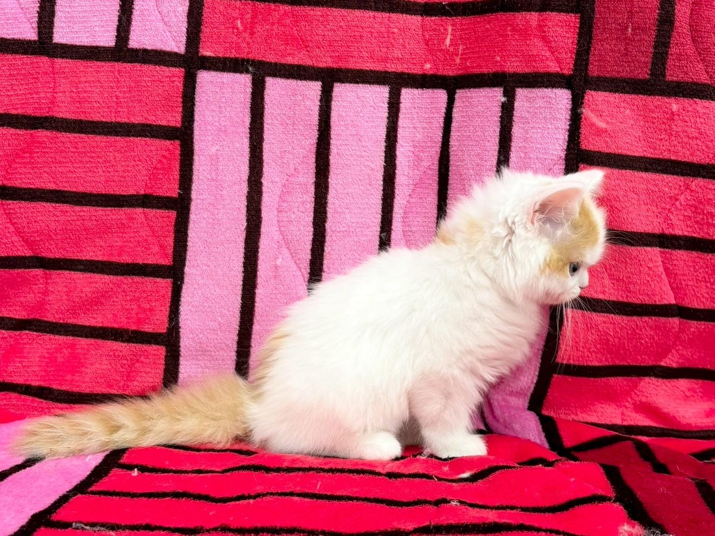 愛知県のスコティッシュフォールド (ハピースペット春日井アミーゴ店/2025年8月30日生まれ/男の子/レッドタビーホワイト)の子猫の4枚目の画像