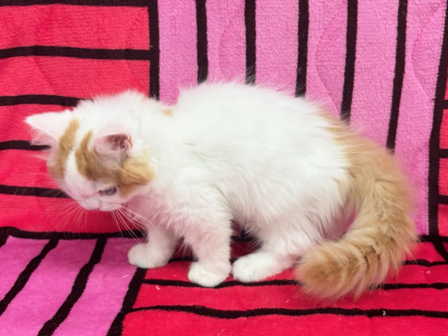 愛知県のスコティッシュフォールド (ハピースペット春日井アミーゴ店/2025年8月30日生まれ/男の子/レッドタビーホワイト)の子猫の4枚目の画像