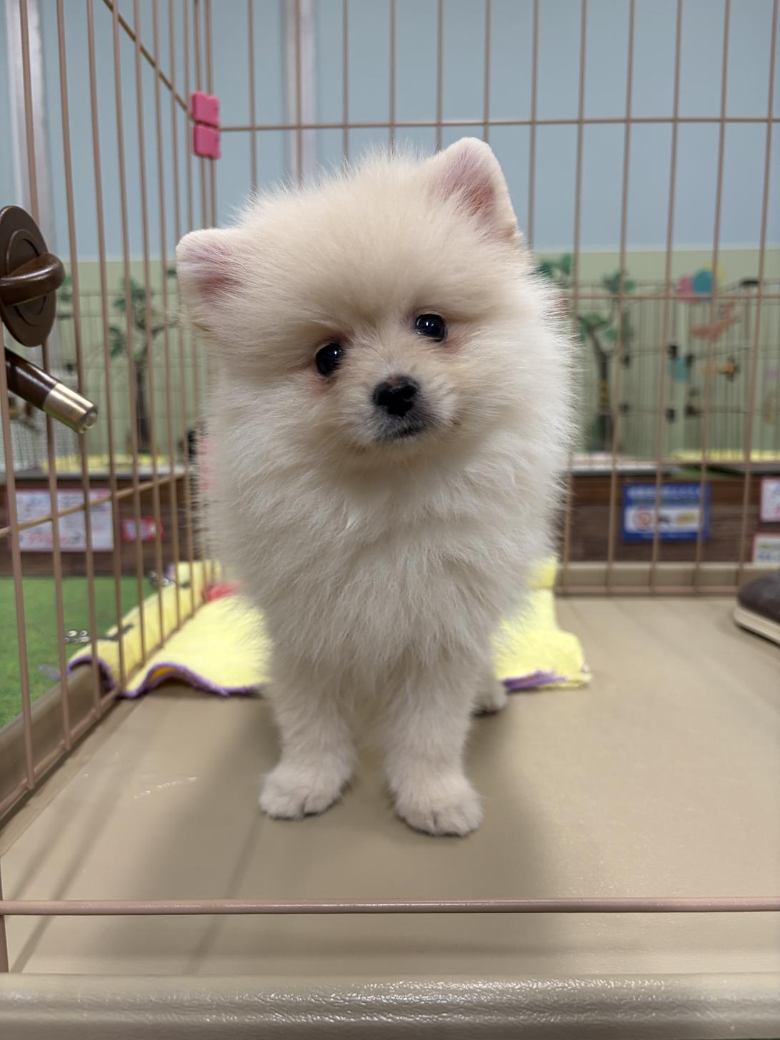 愛知県のポメラニアン (子いぬの足あと/2026年4月30日生まれ/女の子/クリーム)の子犬
