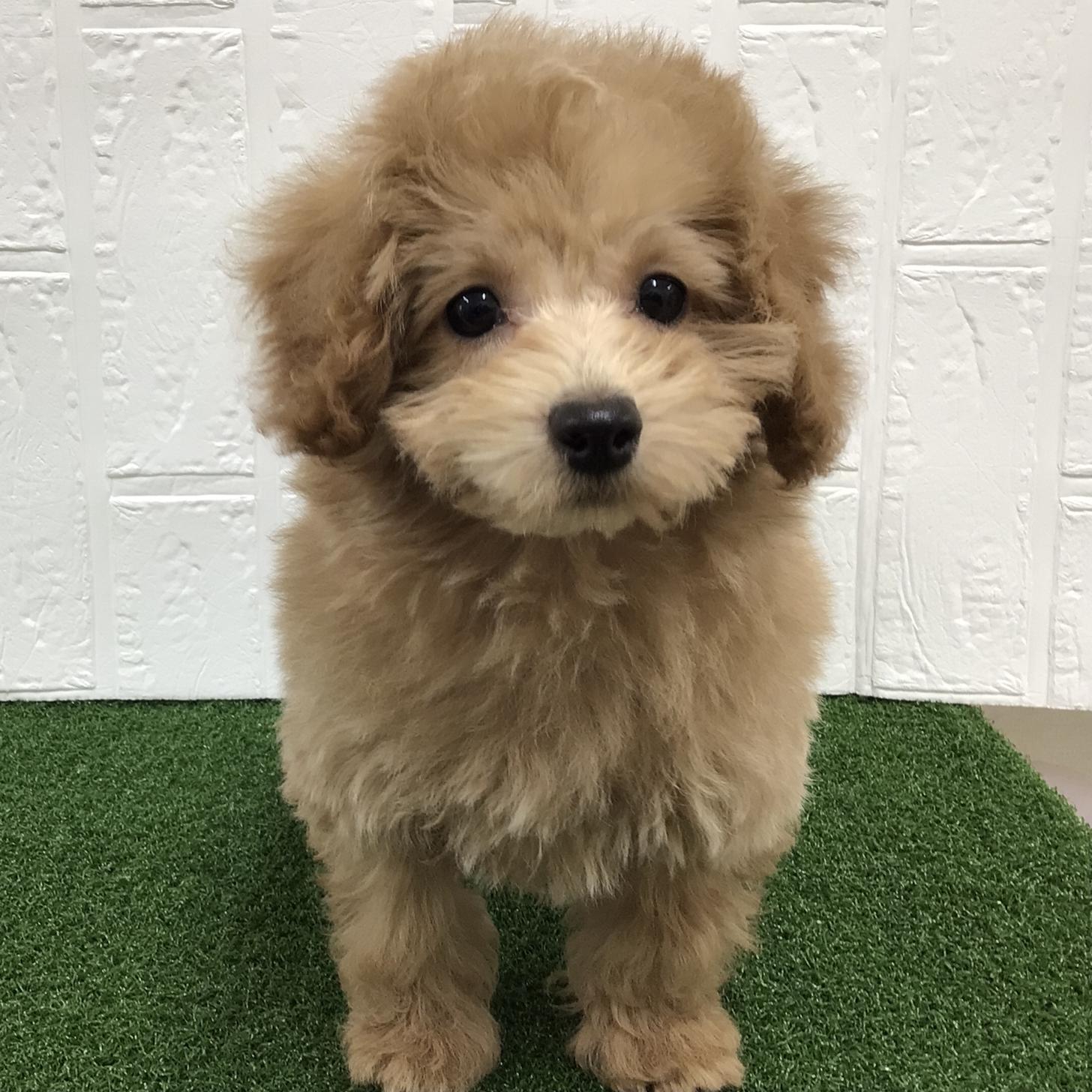 熊本県のトイプードル(トイ) (ニコペットセレクト ドッグズホーム八代店/2026年1月4日生まれ/男の子/アプリコット)の子犬