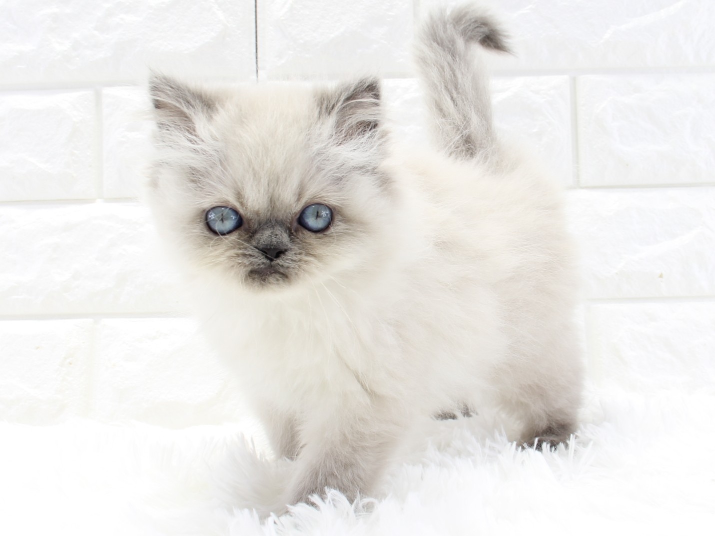 愛知県のヒマラヤン (猫福家 名古屋南店/2026年2月11日生まれ/女の子/ブルーポイント)の子猫