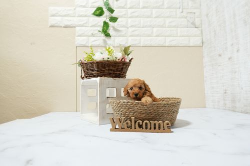 滋賀県のトイプードル(タイニー) (いっぷく湖南店/2026年1月15日生まれ/男の子/レッドフォーン)の子犬の1枚目の画像