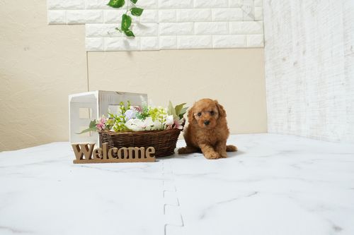 滋賀県のトイプードル(タイニー) (いっぷく湖南店/2026年1月15日生まれ/男の子/レッドフォーン)の子犬の2枚目の画像