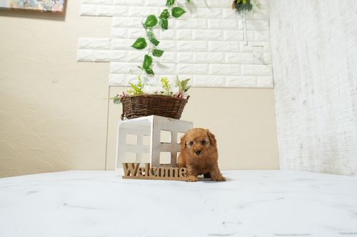 滋賀県のトイプードル(タイニー) (いっぷく湖南店/2026年1月15日生まれ/男の子/レッドフォーン)の子犬の3枚目の画像