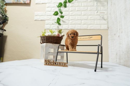 滋賀県のトイプードル(タイニー) (いっぷく湖南店/2026年1月15日生まれ/男の子/レッドフォーン)の子犬の4枚目の画像