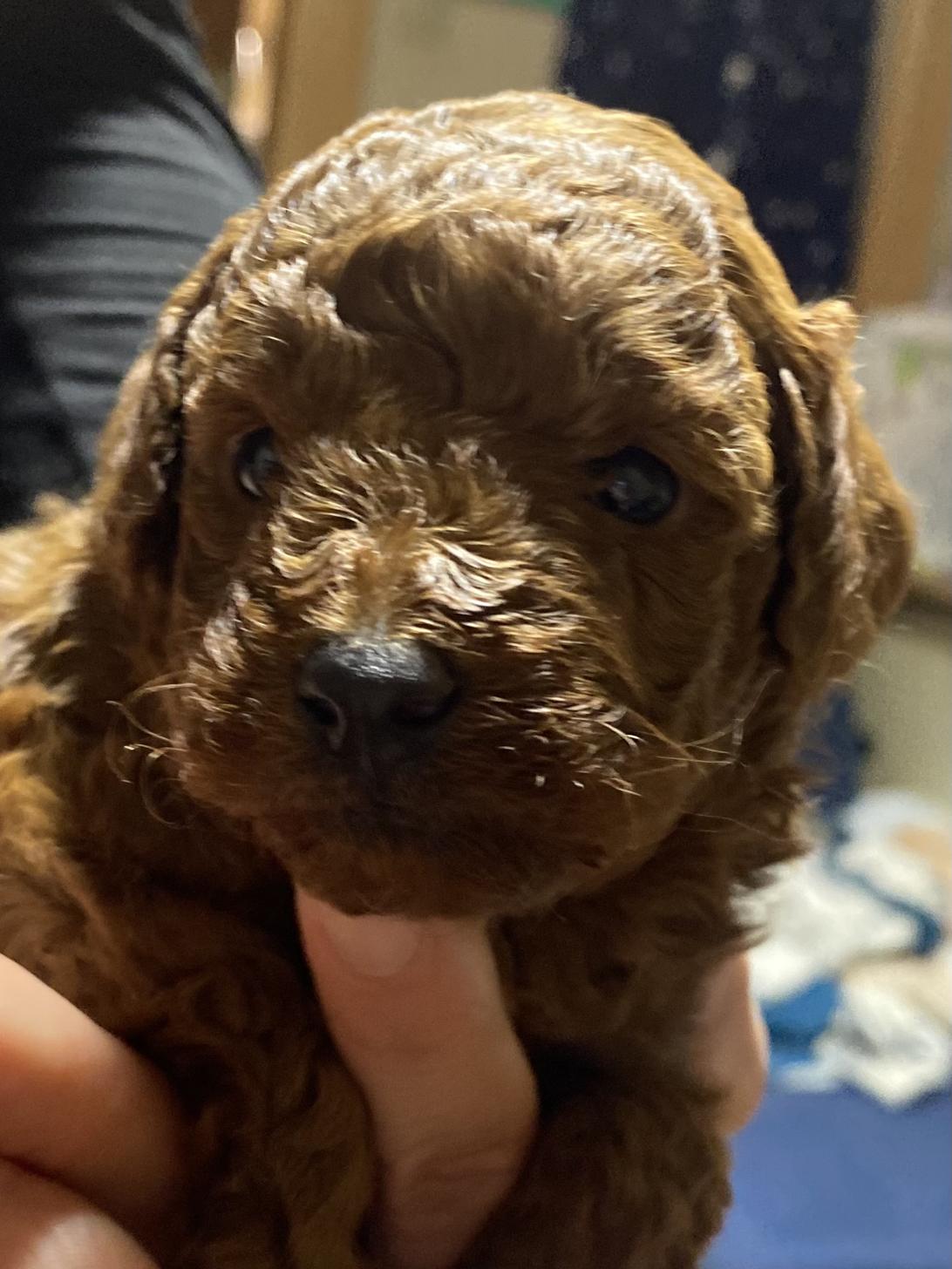 滋賀県のトイプードル(タイニー) (ナカニシケンネル/2025年11月26日生まれ/女の子/レッドフォーン)の子犬