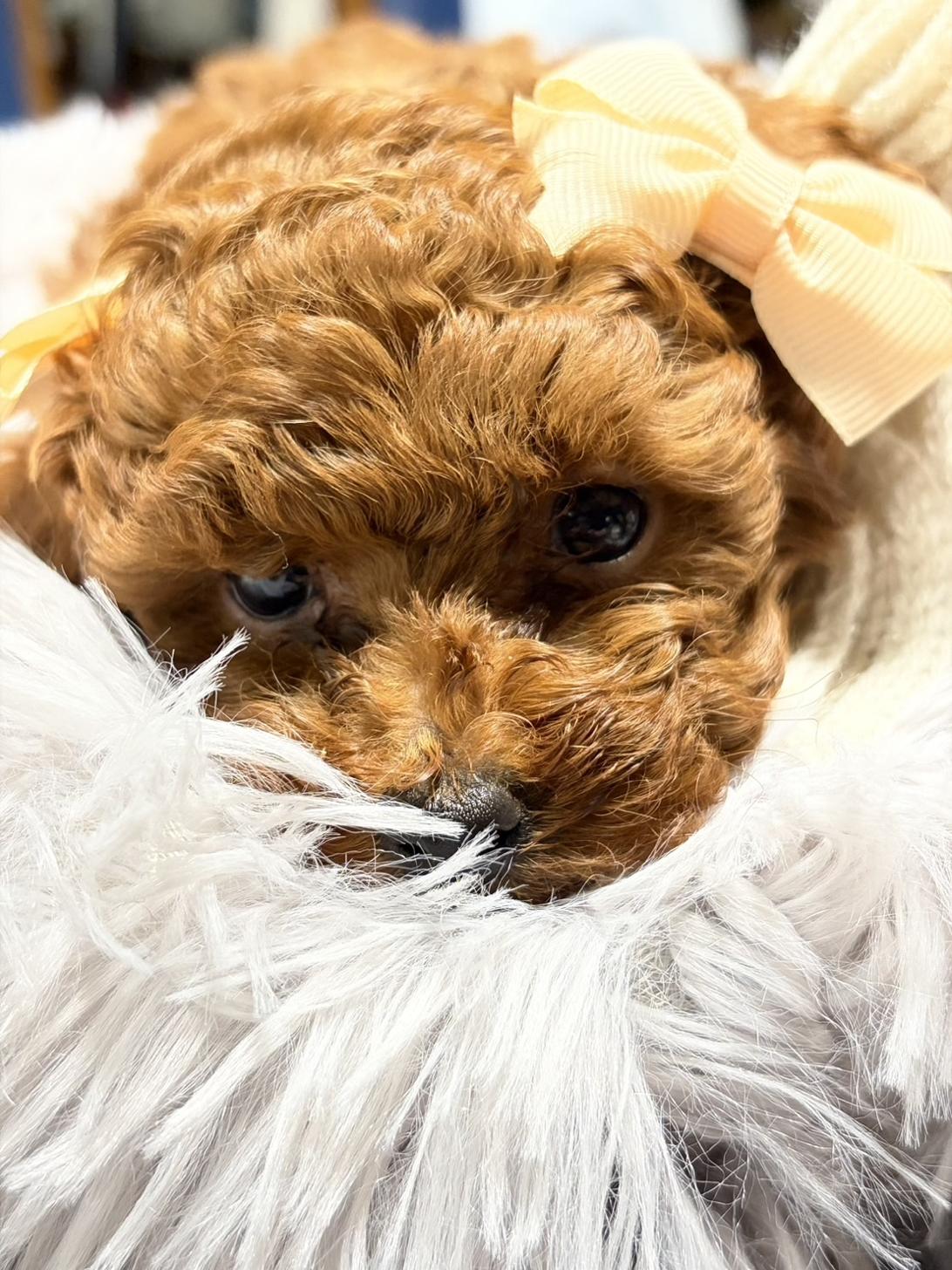 滋賀県のトイプードル(タイニー) (ナカニシケンネル/2025年11月26日生まれ/女の子/レッドフォーン)の子犬の1枚目の画像