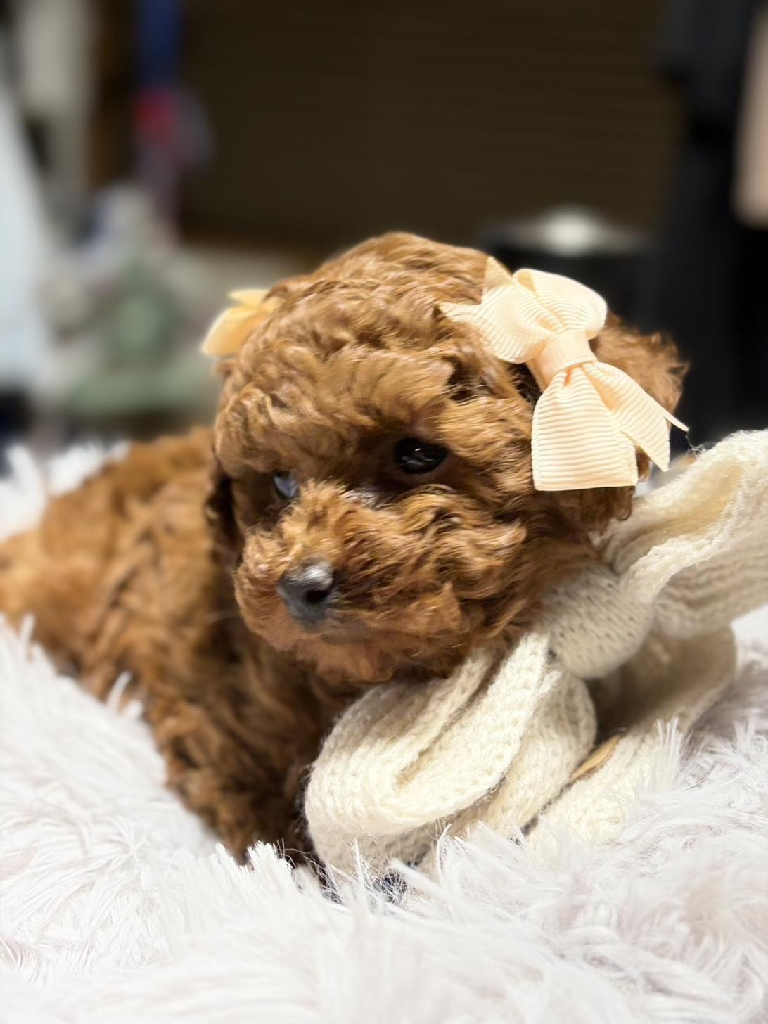 滋賀県のトイプードル(タイニー) (ナカニシケンネル/2025年11月26日生まれ/女の子/レッドフォーン)の子犬の2枚目の画像