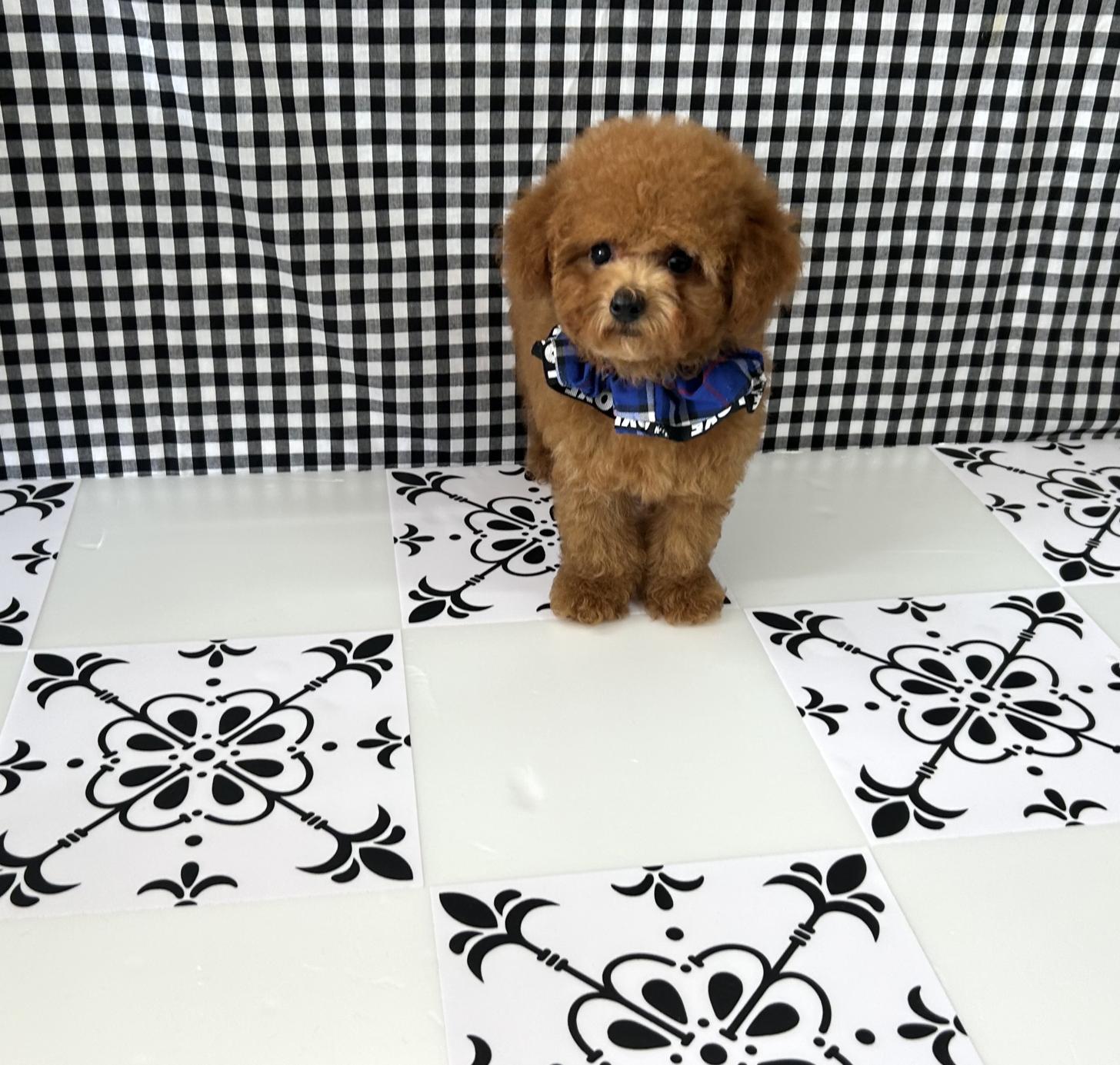 福岡県のタイニープードル (ぱぴぷぺっと福岡店/2025年3月31日生まれ/男の子/レッド)の子犬の2枚目の画像