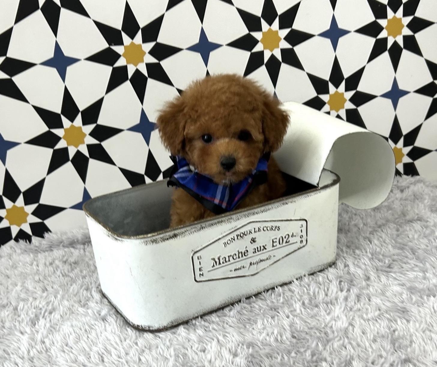 福岡県のタイニープードル (ぱぴぷぺっと福岡店/2025年3月31日生まれ/男の子/レッド)の子犬の4枚目の画像