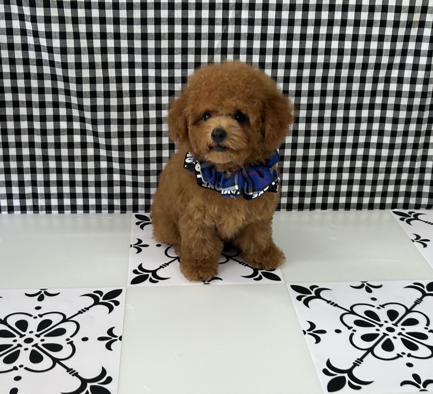 福岡県のタイニープードル (ぱぴぷぺっと福岡店/2025年3月31日生まれ/男の子/レッド)の子犬の4枚目の画像
