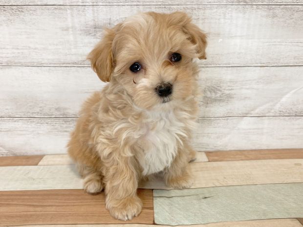 新潟県のマルプー(マルチーズ×プードル) (竹内ペット 新津本店/2026年1月18日生まれ/女の子/クリーム)の子犬の1枚目の画像