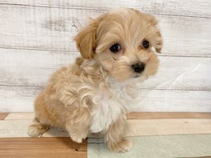 新潟県のマルプー(マルチーズ×プードル) (竹内ペット 新津本店/2026年1月18日生まれ/女の子/クリーム)の子犬の2枚目の画像